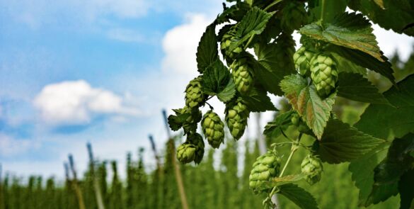 hop-vines-gc096544e6_1920
