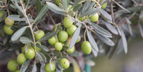 Olive tree branch at evening sunset light.
